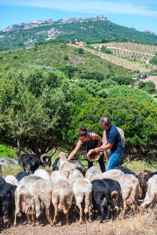 Ferme De Roccapina Bed & Breakfast Sarragia Exterior foto